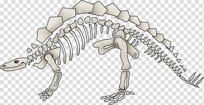 Dinosaur Tyrannosaurus Human skeleton, Dinosaur Skeleton transparent background PNG clipart
