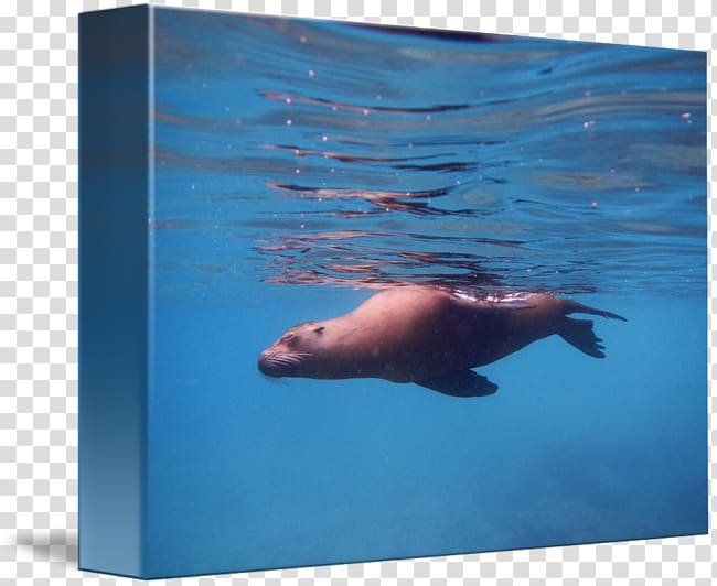 Sea lion Walrus Underwater Dolphin, walrus transparent background PNG clipart