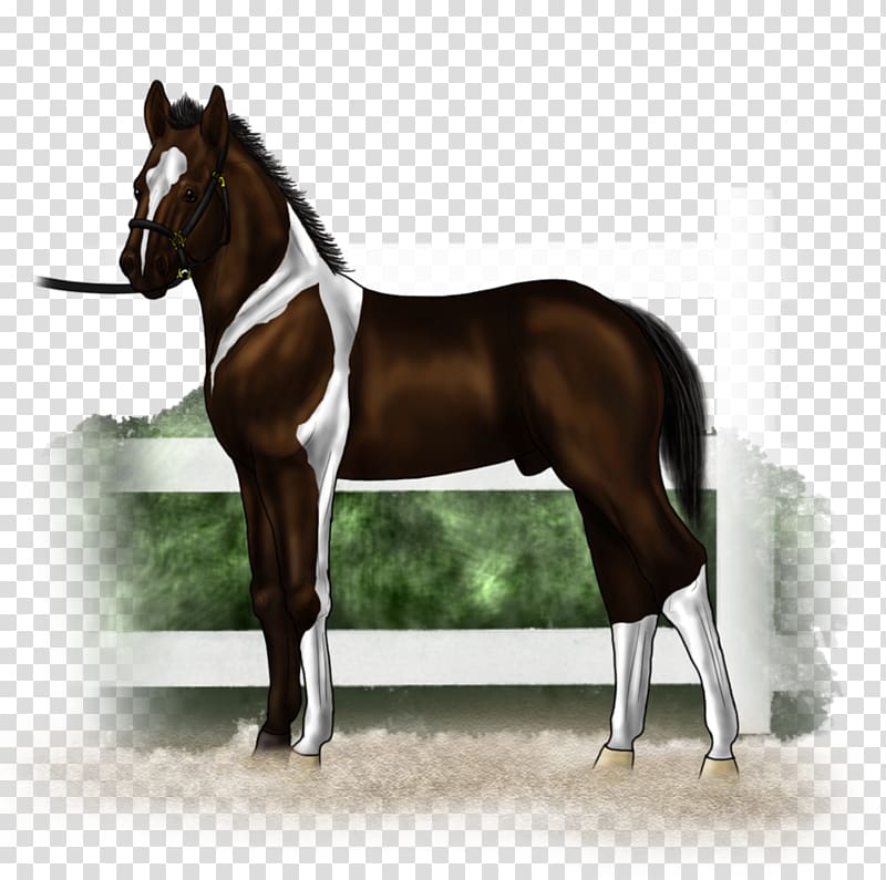 Stallion Hunt seat Mustang Rein Mare, mustang transparent background PNG clipart