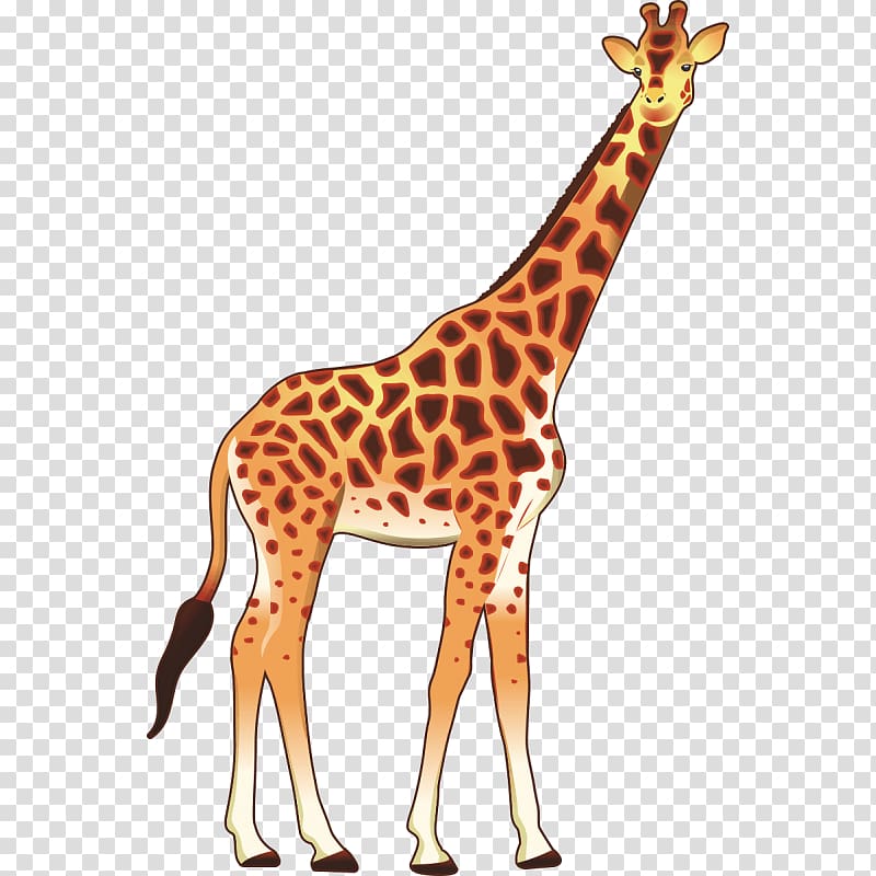 Giraffe Okapi , giraffe transparent background PNG clipart