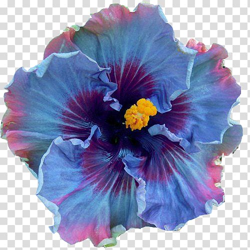 Shoeblackplant Perennial plant Flower Seed Blue hibiscus, flower transparent background PNG clipart