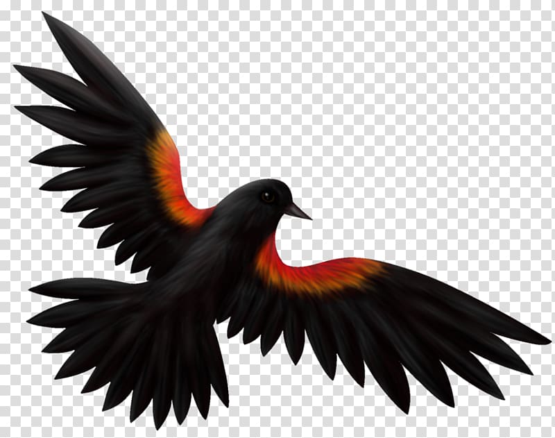 Red-winged blackbird Drawing Illustration Common blackbird, design transparent background PNG clipart