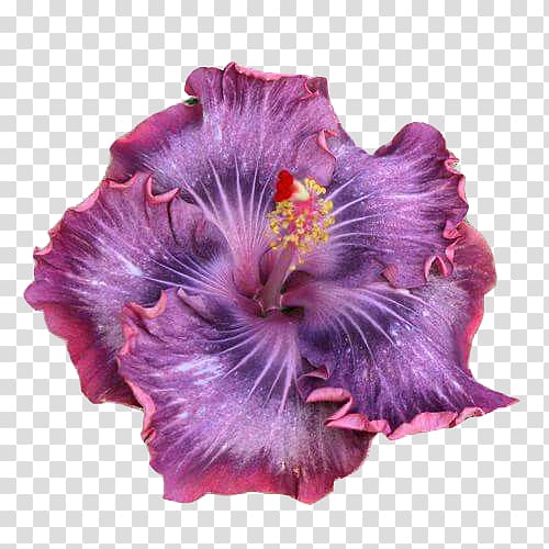 Growing Hibiscus Shoeblackplant Rosemallows Flower, plant transparent background PNG clipart