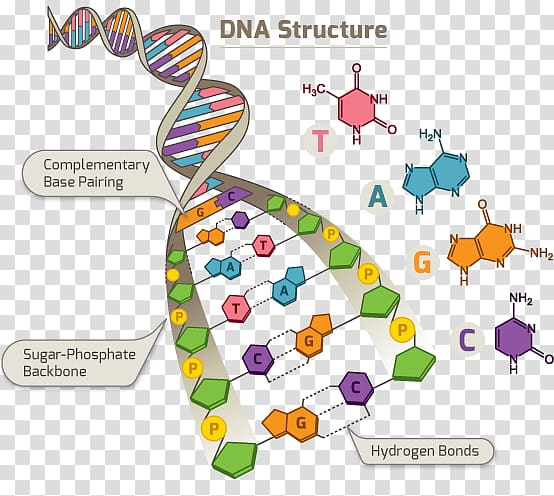 DNA Human Genome Project Single-nucleotide polymorphism RNA, dna structure transparent background PNG clipart