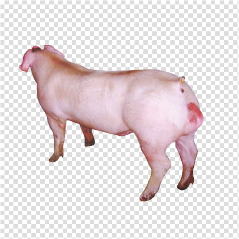 Duroc pig Wilbur, pig transparent background PNG clipart