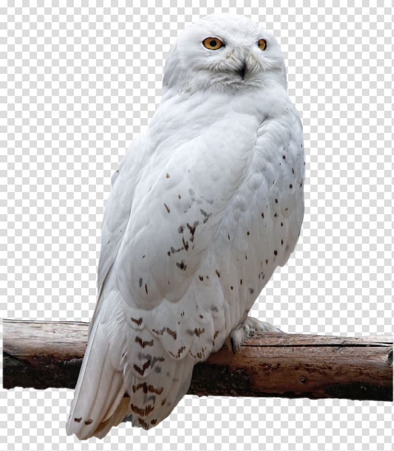 The Snowy Owl Bird, owl transparent background PNG clipart