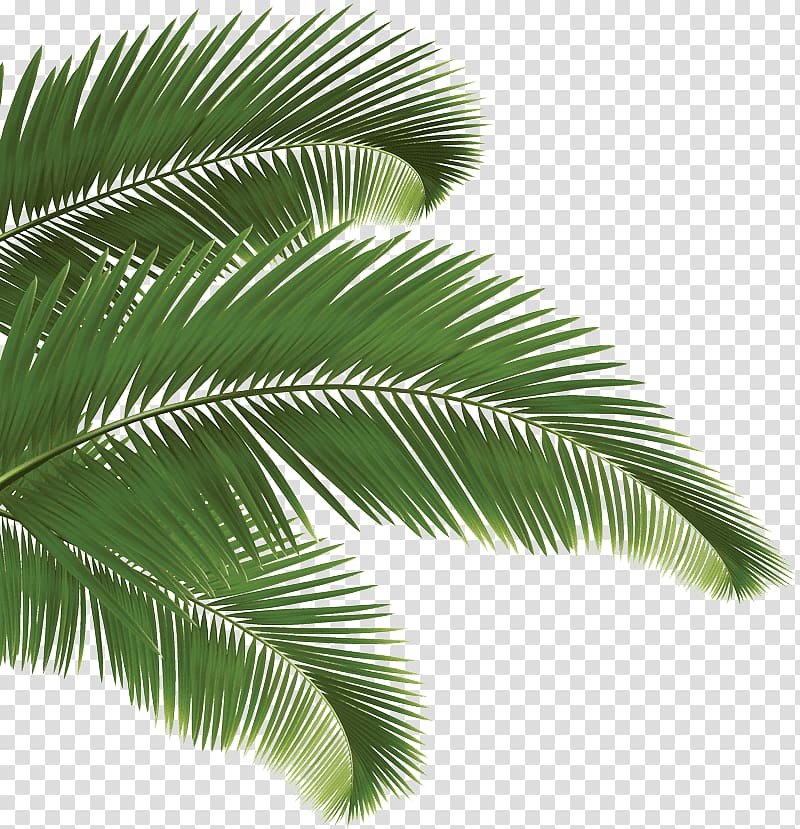 Arecaceae Palm branch, Leaf transparent background PNG clipart