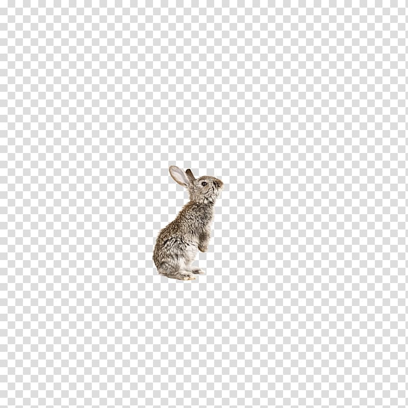 Domestic rabbit European rabbit Hare, Rabbit transparent background PNG clipart