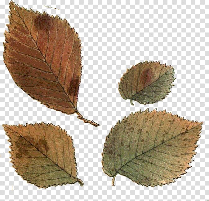 Leaf Northern Hemisphere Southern Hemisphere Autumn, Vf transparent background PNG clipart