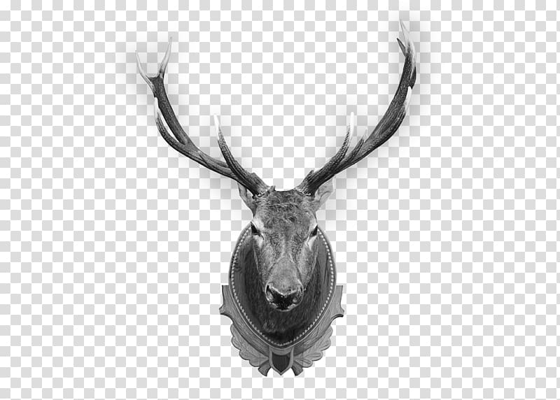 Deer Elk Trophy hunting Antler, deer transparent background PNG clipart