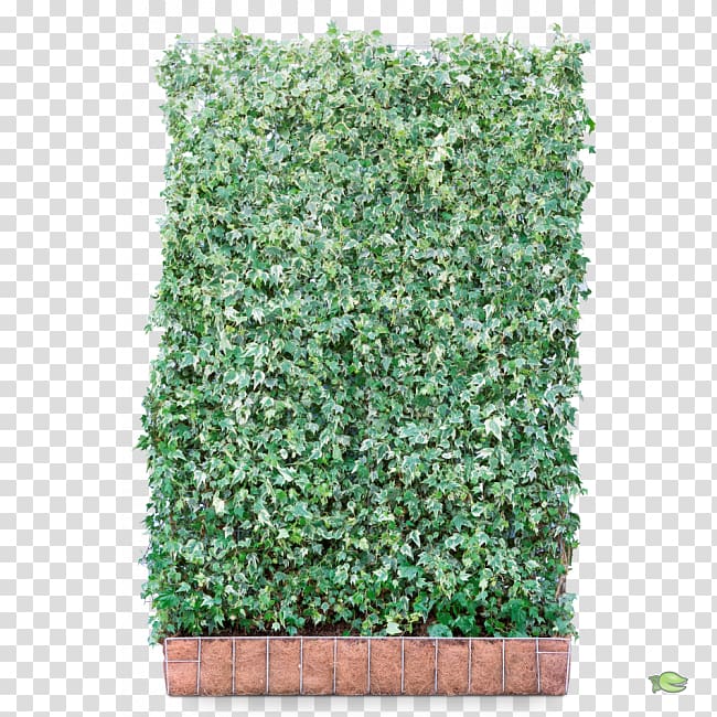 Hedge Common ivy Shrub Hedera hibernica Red Tip Photinia, tree transparent background PNG clipart
