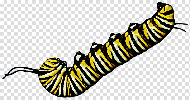 Caterpillar Inc. Art , caterpillar transparent background PNG clipart