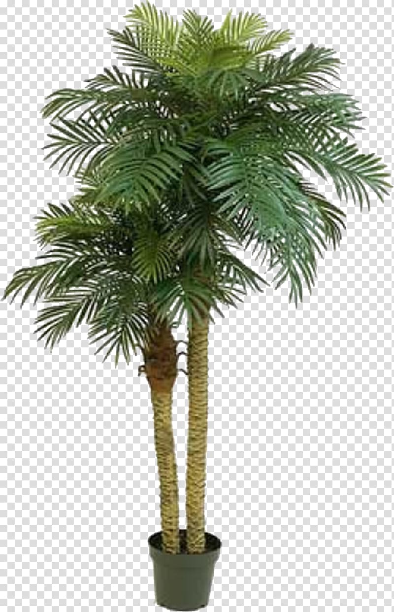 green palm tree illustration, Phoenix roebelenii Arecaceae Houseplant Dracaena Trunk, date palm transparent background PNG clipart