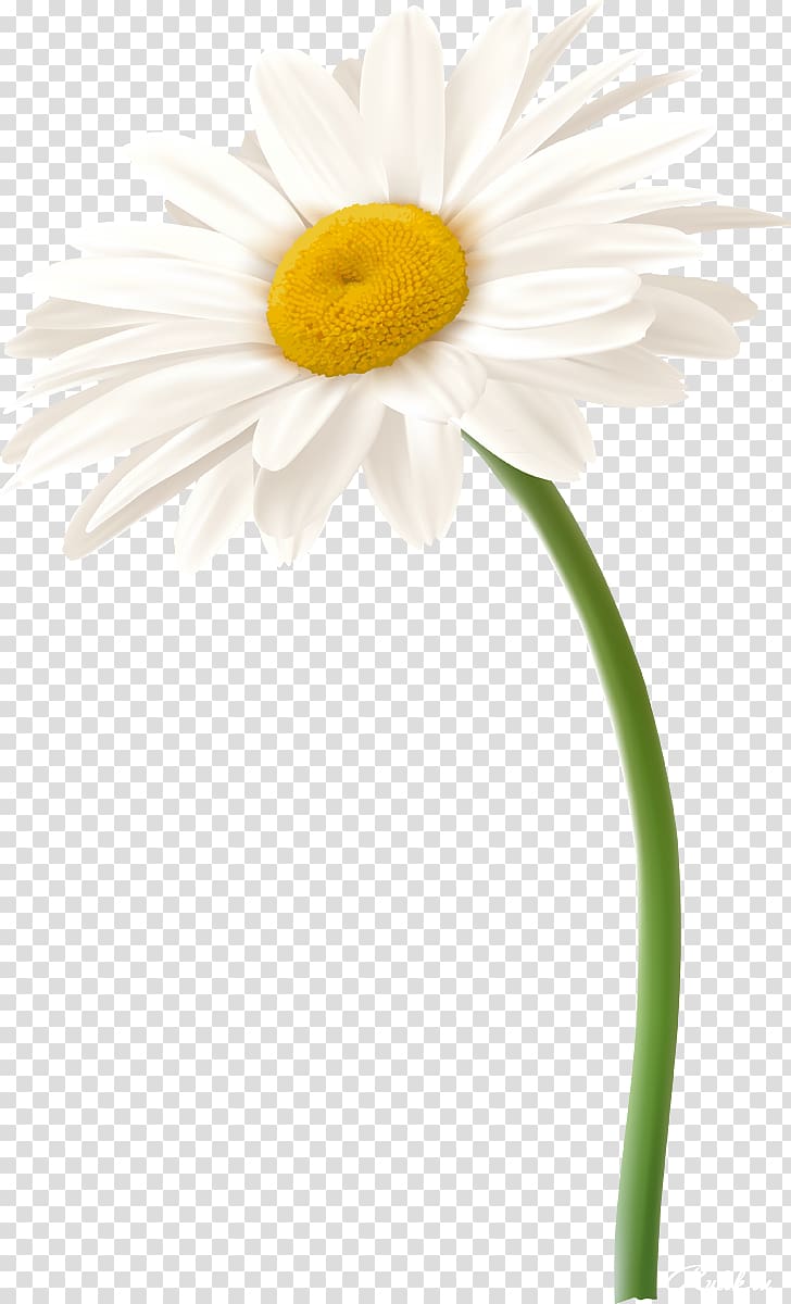 Roman chamomile Oxeye daisy Daisy family German chamomile Flower, camomile transparent background PNG clipart