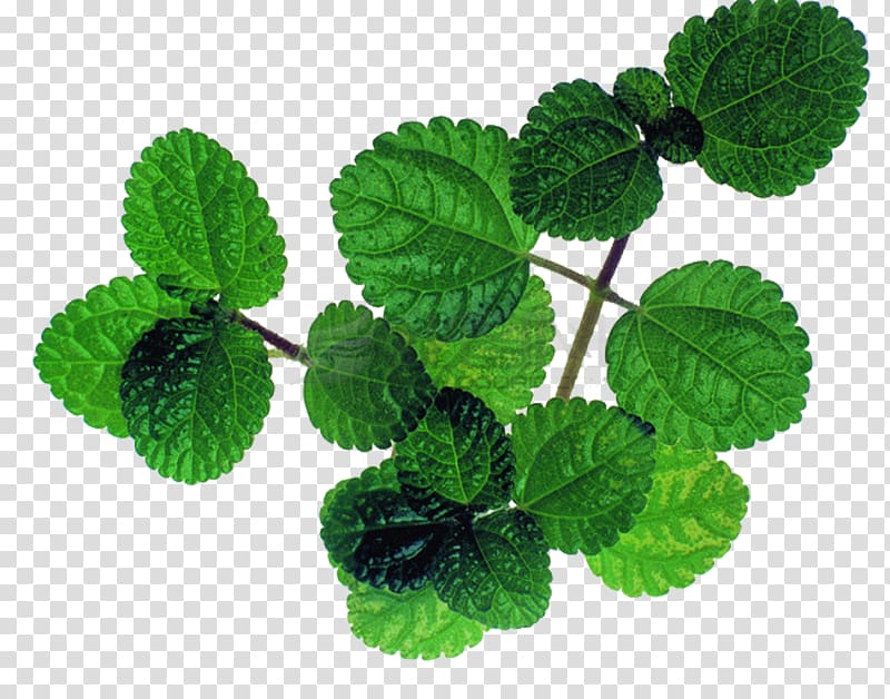 Mentha spicata Peppermint Leaf, Fresh mint leaves material transparent background PNG clipart