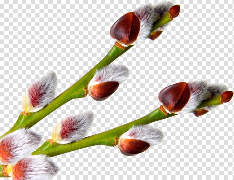 Pussy willow Palm Sunday , kidney transparent background PNG clipart