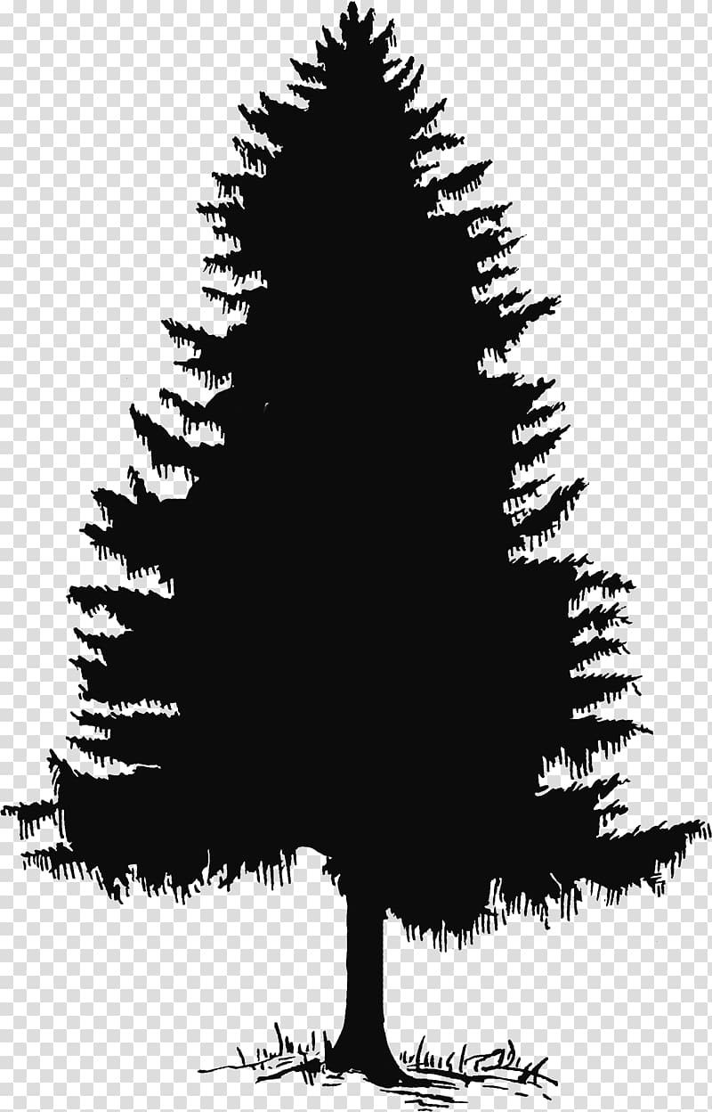 Evergreen Tree Pine Silhouette , Cedar Tree transparent background PNG clipart