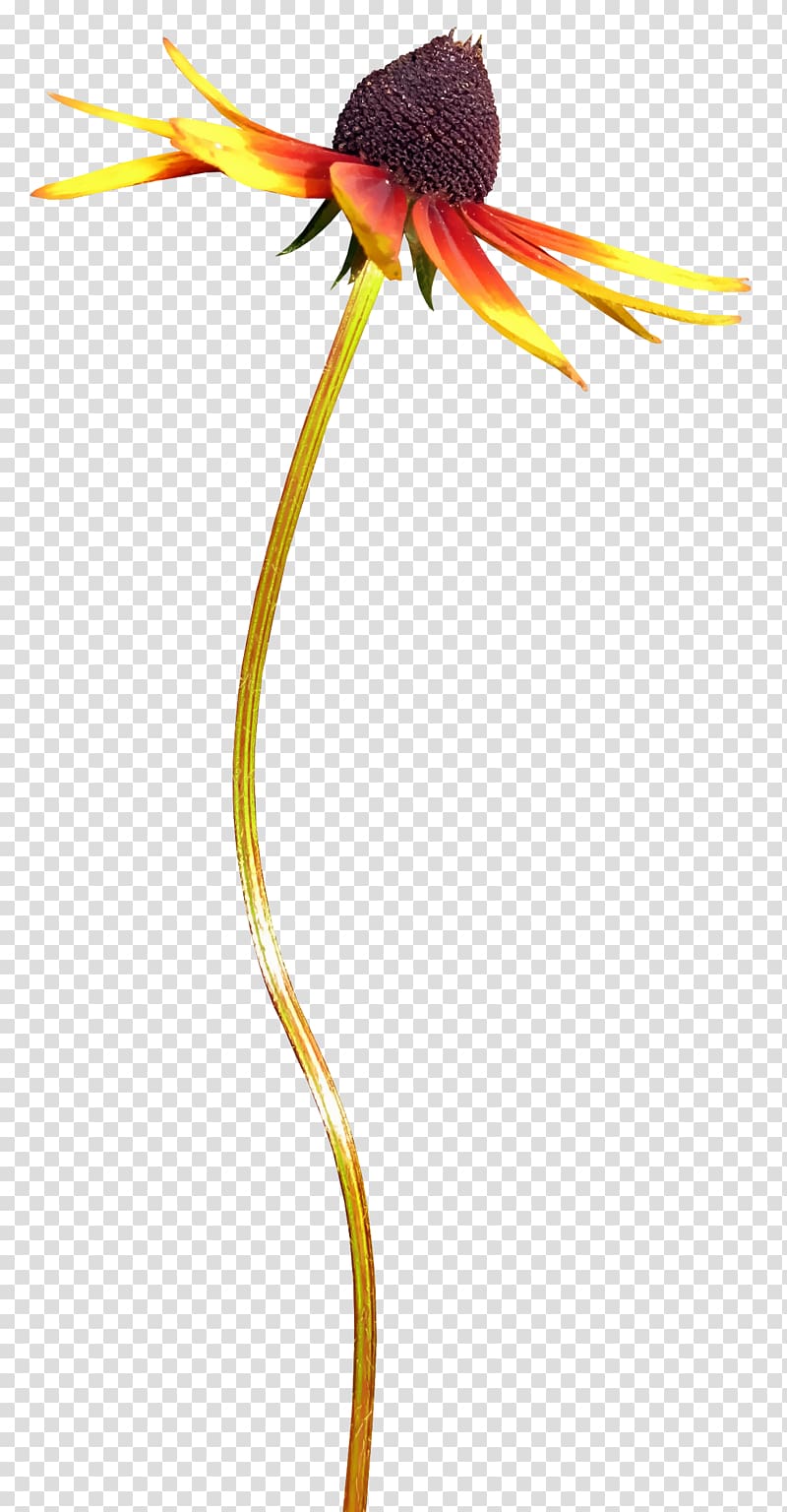 Chrysanthemum indicum Google , Autumn Small Chrysanthemum transparent background PNG clipart
