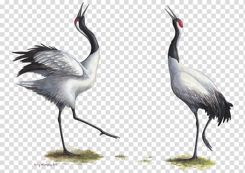 Red-crowned crane Bird Grey crowned crane Endangered species, crane transparent background PNG clipart