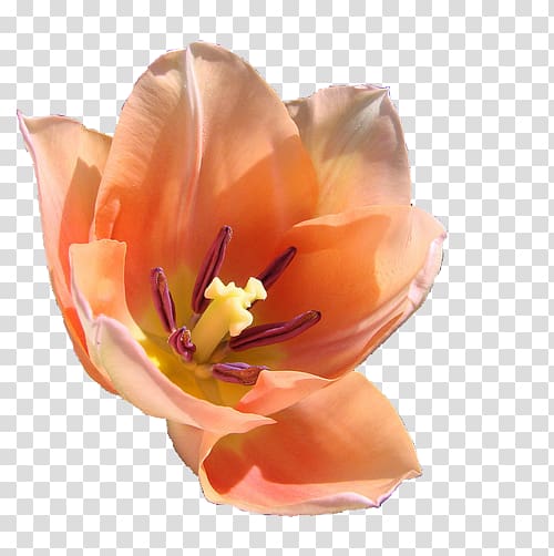 Flower Garden tulip Gaia Online Petal, flower transparent background PNG clipart