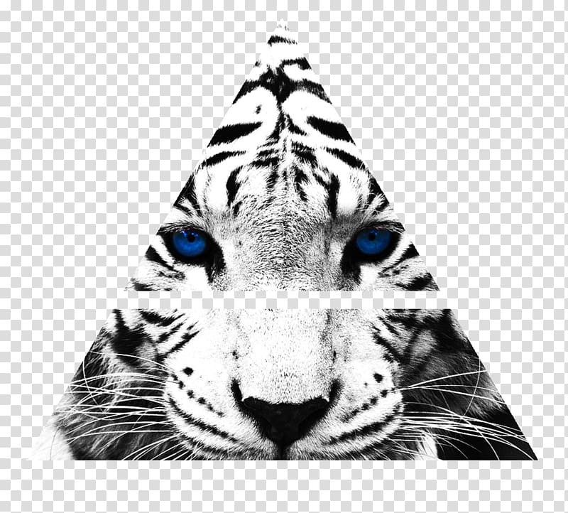 Tiger Paw Transparent Background Png Cliparts Free Download
