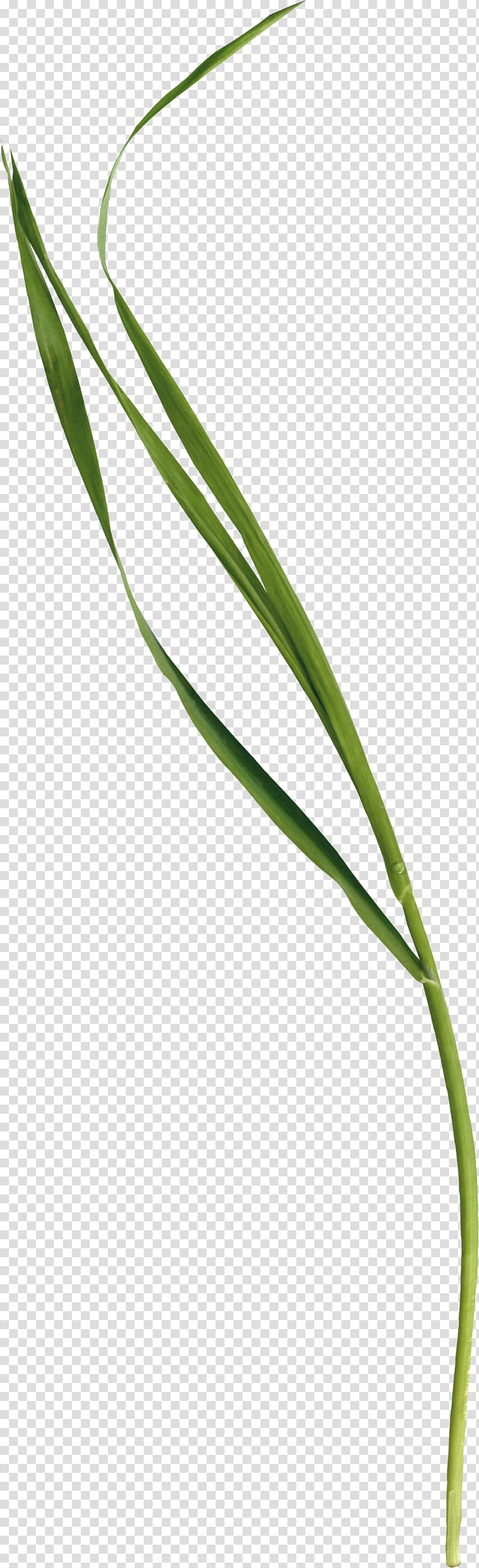 grass transparent background PNG clipart