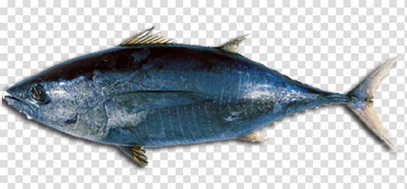 Albacore Tuna fish sandwich Atlantic bluefin tuna Longtail tuna Bigeye tuna, Tuna Fish transparent background PNG clipart