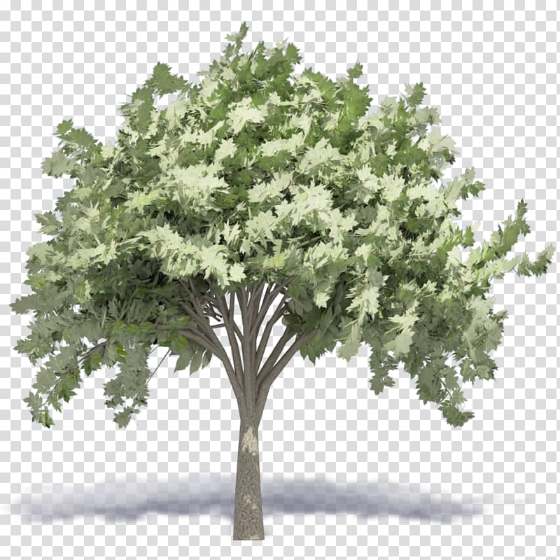Woody plant Tree Autodesk Revit Building information modeling, watercolor leaves transparent background PNG clipart