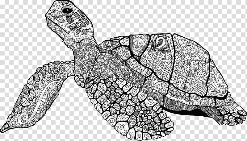 Sea turtle Drawing Line art Turtle shell, turtle transparent background PNG clipart