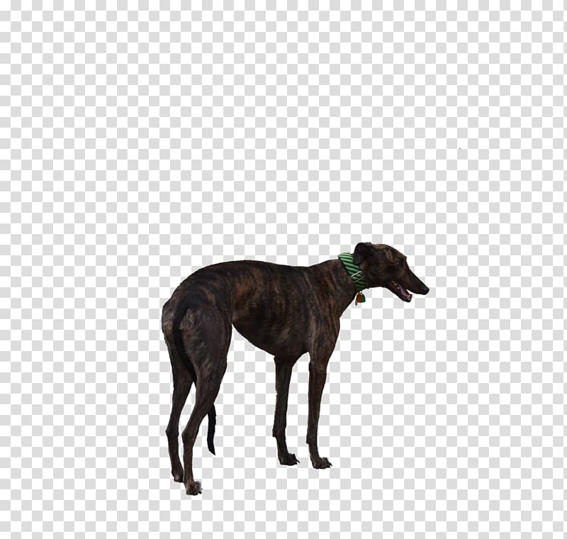 Italian Greyhound Spanish greyhound Whippet Sloughi, white-dog transparent background PNG clipart