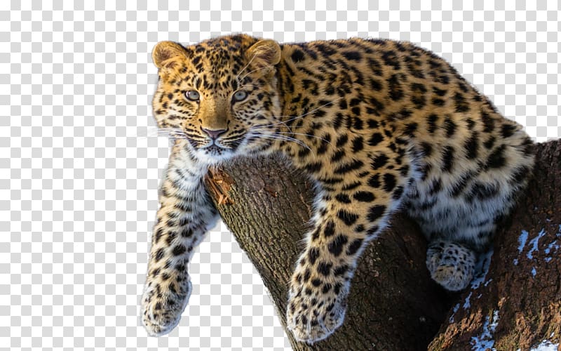 Amur River Amur leopard Siberian Tiger Felidae Endangered species, others transparent background PNG clipart