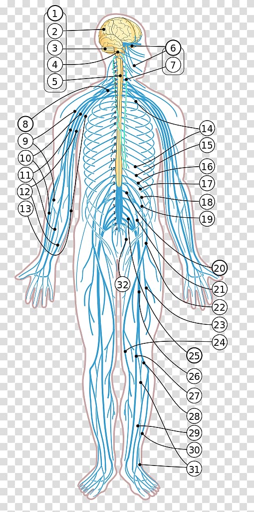 Human body Diagram Nervous system Nerve Homo sapiens, nervous system transparent background PNG clipart
