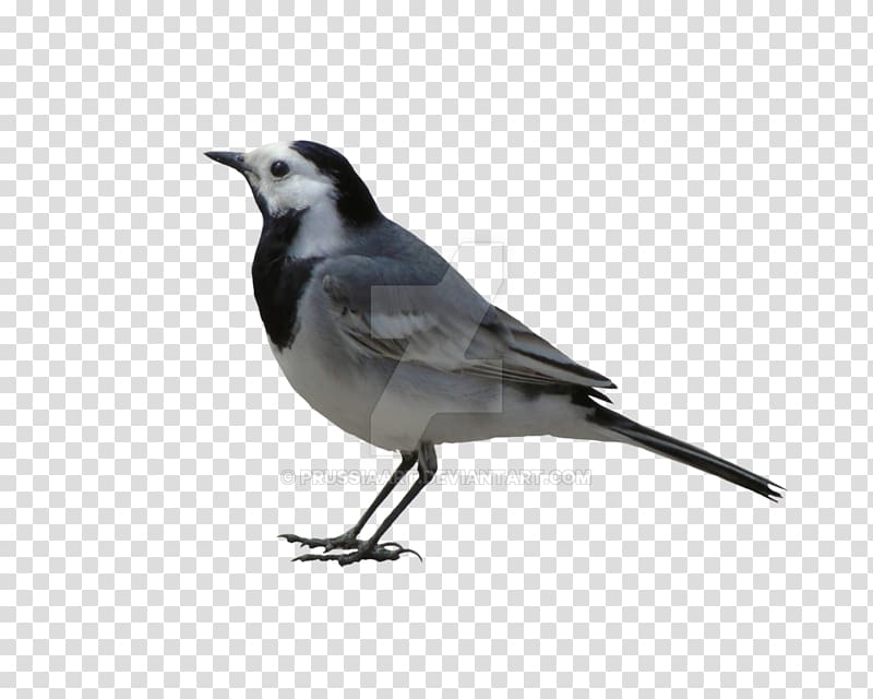 White Wagtail Bird Grey wagtail Cattle American Sparrows, Bird transparent background PNG clipart