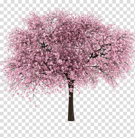 Cherry blossom, cherry blossom transparent background PNG clipart