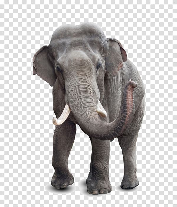 African elephant Asian elephant What Good Is an E? Elephantidae Tusk, asia transparent background PNG clipart