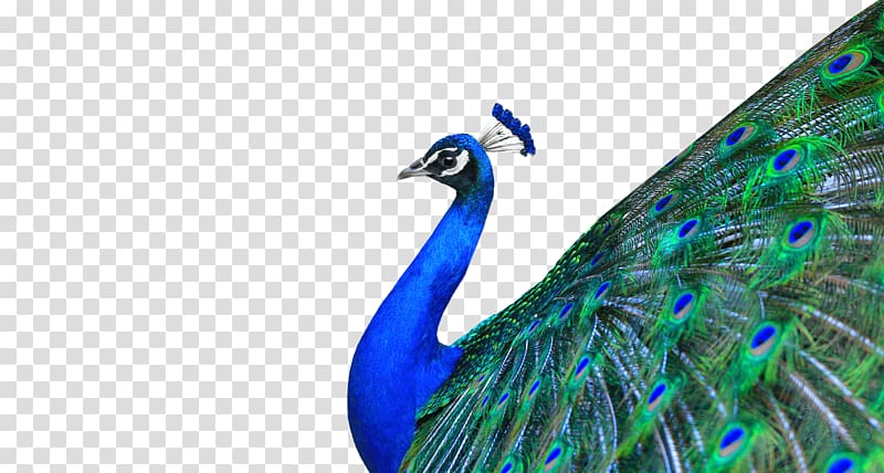 Peafowl , Peacock transparent background PNG clipart