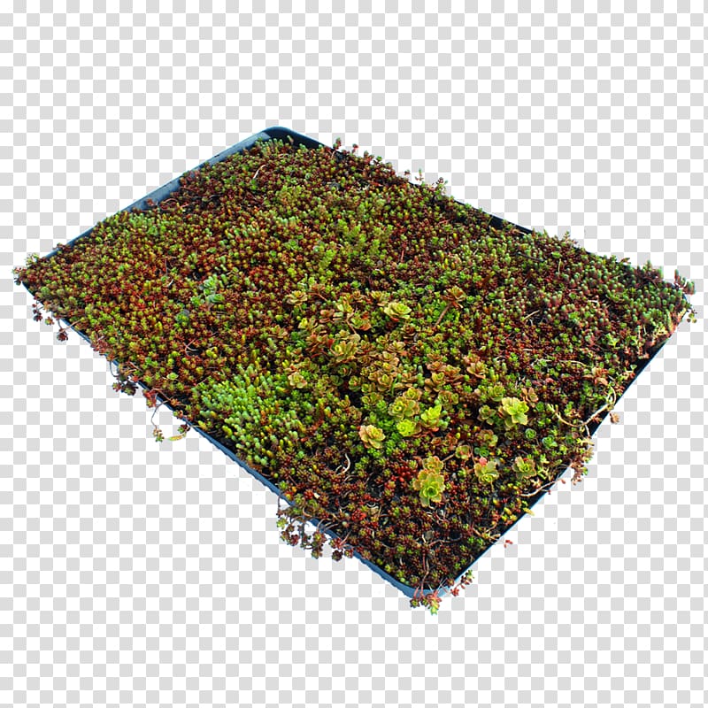 Lawn Groundcover Garden Sod Stonecrop, groundcover transparent background PNG clipart