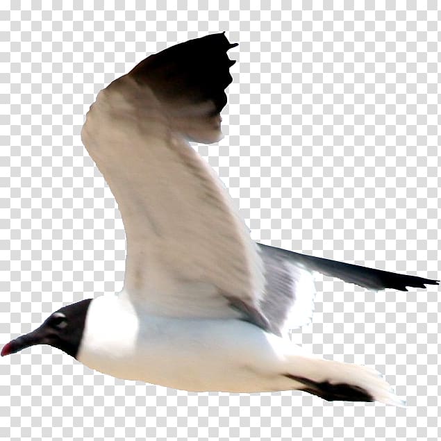 Gulls Bird Flight European Herring Gull Great black-backed gull, gull transparent background PNG clipart