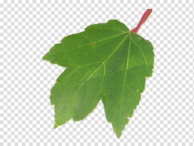 Grape leaves Plane trees Leaf Grapevines Plane tree family, Leaf transparent background PNG clipart