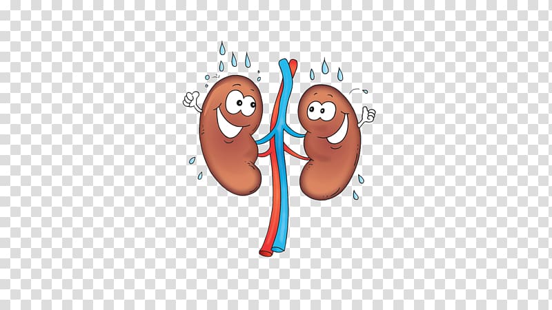 Organ Blood Human body Pulmonary circulation Lung, organs transparent background PNG clipart
