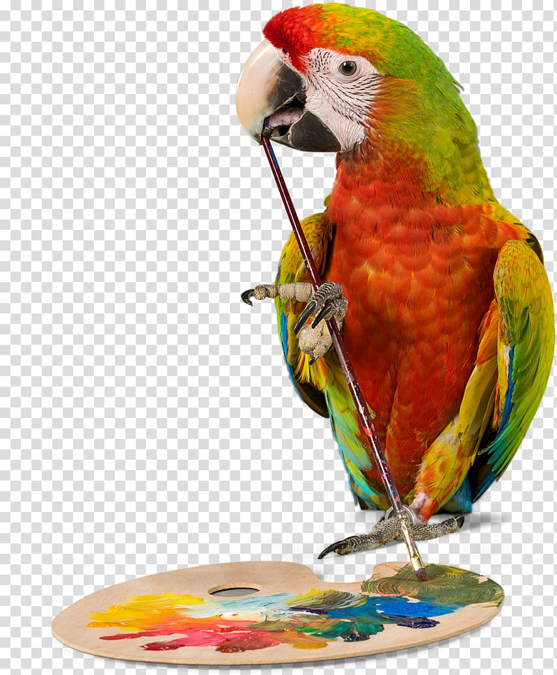 Bird Parrot Budgerigar Cockatiel Pet, parrot transparent background PNG clipart