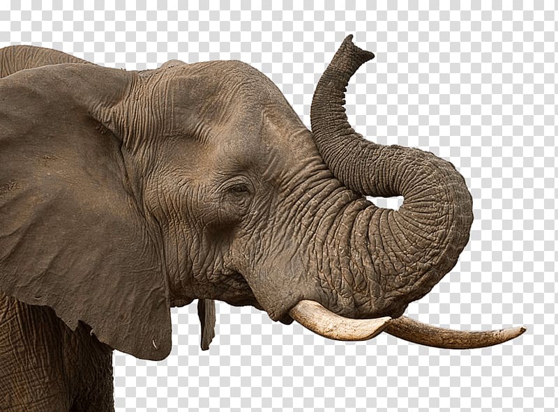 African elephant Asian elephant Wildlife conservation, elephants transparent background PNG clipart