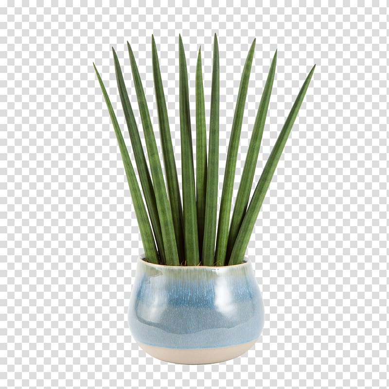 Blume2000.de Blumenversand Garden Furniture Flowerpot, sansevieria transparent background PNG clipart