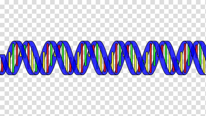 The Double Helix: A Personal Account of the Discovery of the Structure of DNA Nucleic acid double helix , others transparent background PNG clipart