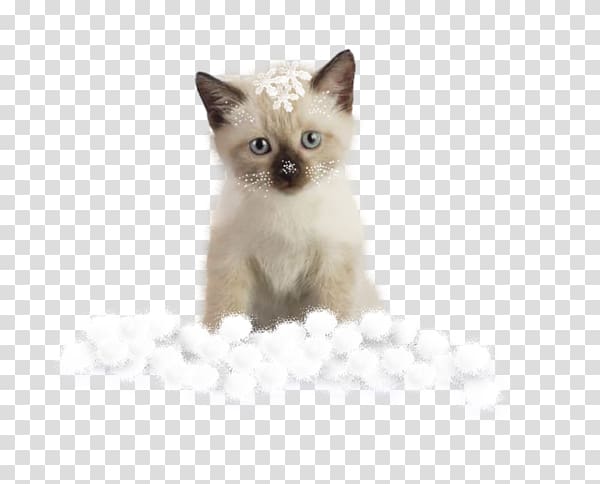 Tonkinese cat Burmese cat Siamese cat Kitten Domestic short-haired cat, Snow cat transparent background PNG clipart
