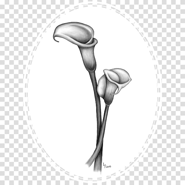 Drawing Arum-lily Lilium Art Sketch, callalily transparent background PNG clipart