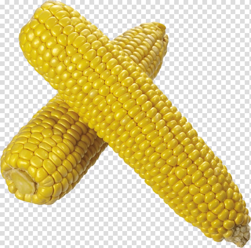two yellow corn cobs, Corn Duo transparent background PNG clipart
