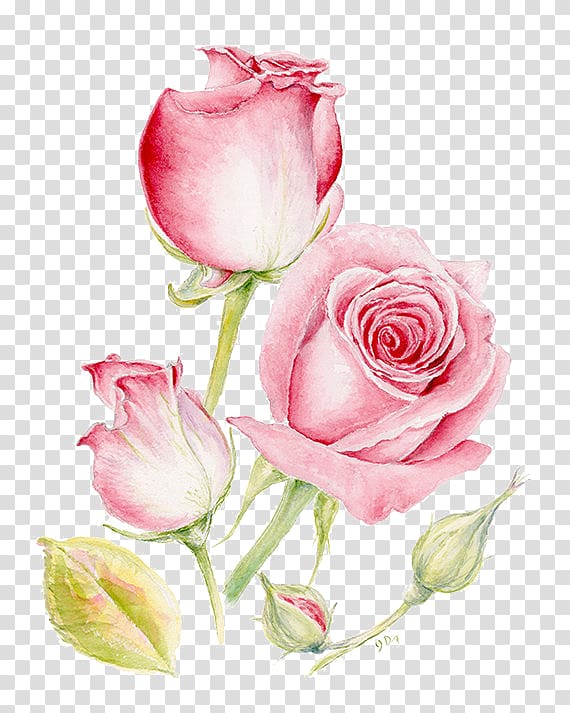 pink flowers illustration, Pink flowers Painting Printmaking, Pink roses transparent background PNG clipart