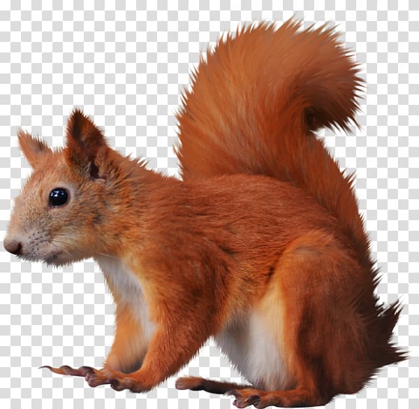 Tree squirrels Bird , forest animal transparent background PNG clipart