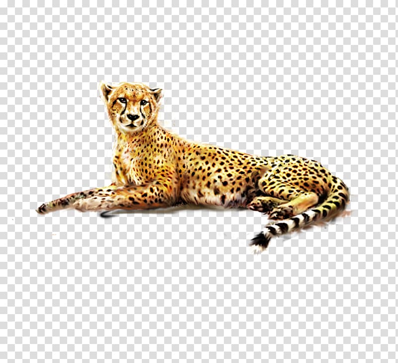 Cheetah Felinae African leopard, leopard transparent background PNG clipart